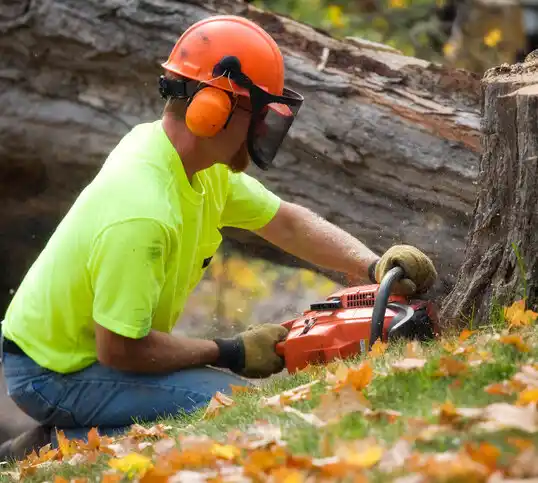 tree services Kingston